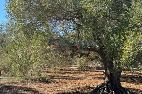 Helårsgrund i Carovigno, Brindisi, Carovigno - € 29.000 | Ref: 122781 - foto 9